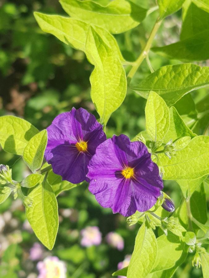 4 Ambelia Paradise Megalochori  Eksteriør bilde